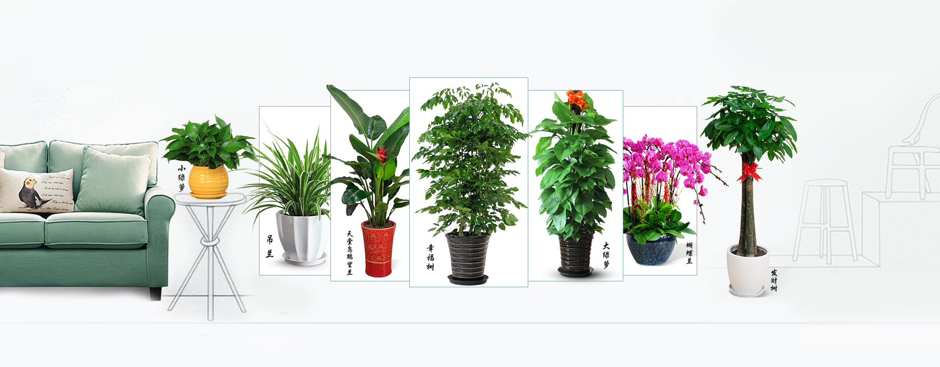 植物租賃,<a href='http://lanshengjiancai.cn/zubai/' target='_blank'><u>綠植租賃</u></a>,室內(nèi)<a href='http://lanshengjiancai.cn/zubai/' target='_blank'><u>綠植租賃</u></a>,室內(nèi)植物租賃