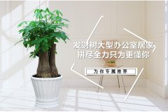 辦公室綠植租擺租賃的風水常識